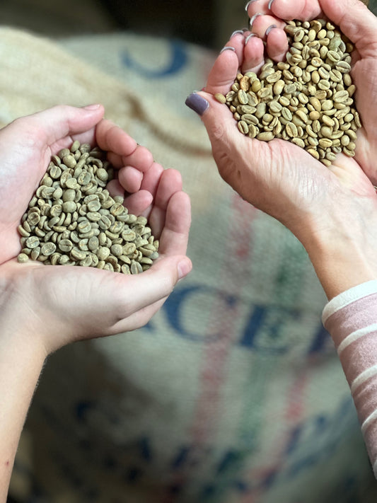 hands holding green coffee beans